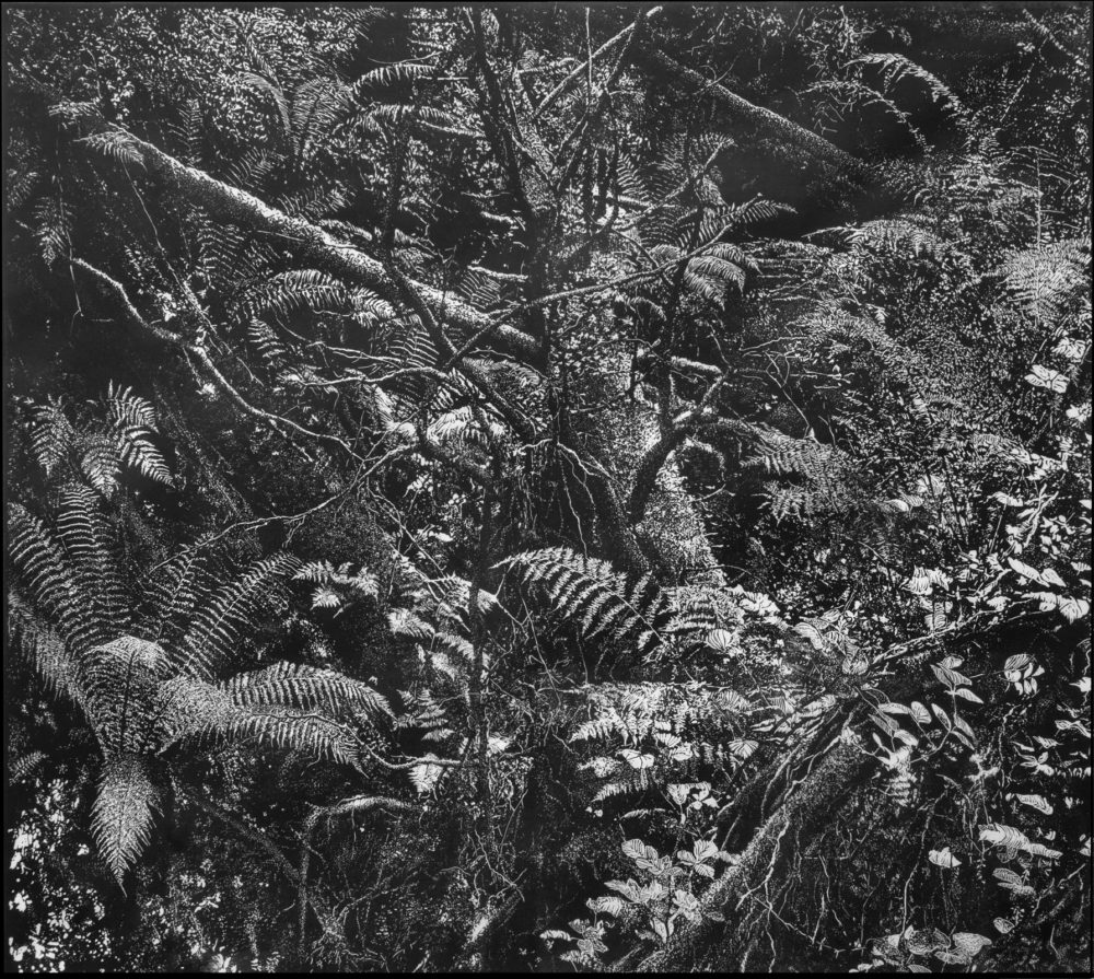 Lydford Gorge Forest I“, Linolschnitt, 92 cm x 102 cm, 2017