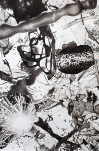 Peter Hock, Foto: Matthias Reichelt 2018, 150 x 100 cm, Reißkohle auf Papier